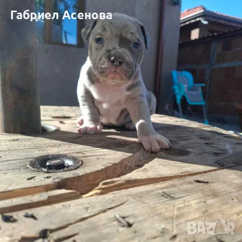 свободни Американски були , снимка 11 - Други животни - 56337723
