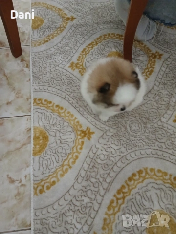 Mini Pomeran, снимка 2 - Померан - 53109109