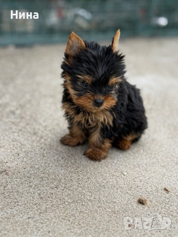 Йоркширски териер - Йорки , снимка 4 - Йоркширски териер - 54334507