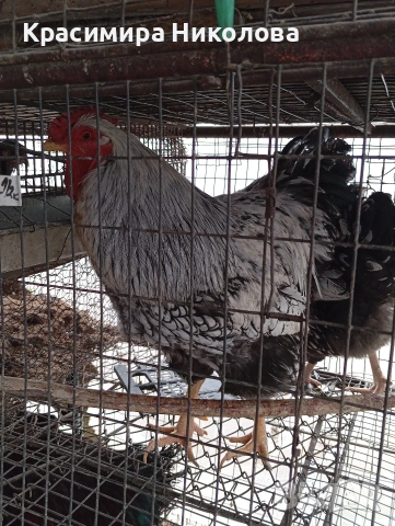 Двойка сребърен виандот