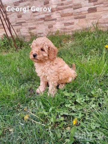 Продавам мини пуделче , снимка 5 - Пудели - 54099476