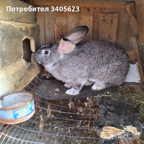 мъжки зайци великани , снимка 5 - Други - 55946639