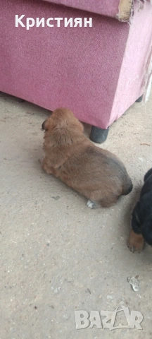 Подарявам три малки кученца , снимка 2 - Джак ръсел териер - 53948675