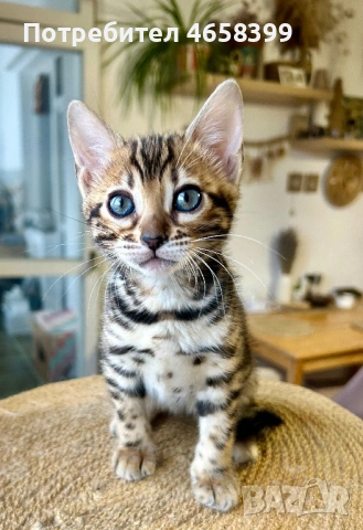 Бенгалска котка