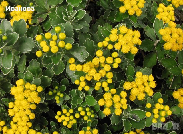 Аяния, снимка 2 - Градински цветя и растения - 30225837