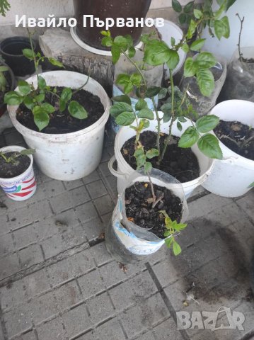 Рози!, снимка 3 - Градински цветя и растения - 36941095