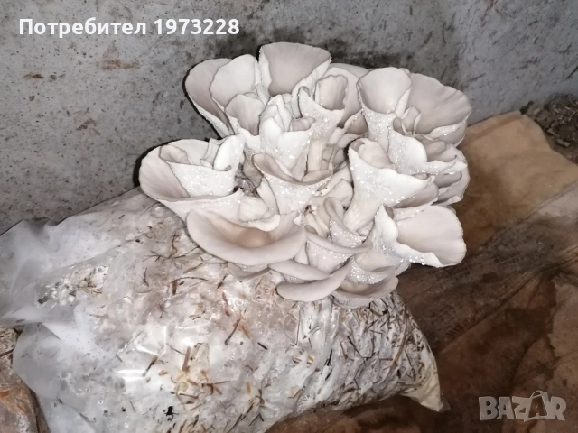 Заразени чували с гъби кладница и мицел, снимка 4 - Други - 54139182