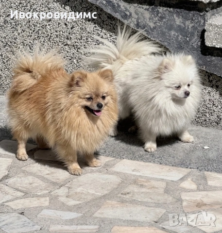 4 момичета топ уникални на 1г 6 месеца и на 2 години пишете ми или се обадете отговарям вайбър латца, снимка 2 - Померан - 53990395