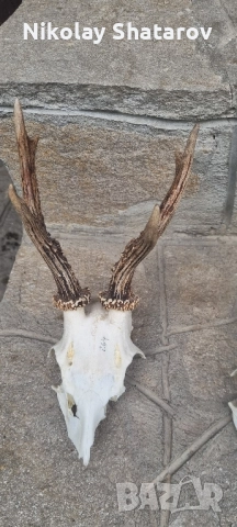 Трофеи от съръндак , снимка 2 - Декорация за дома - 51708247