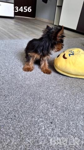 Мини йорки момченце , снимка 3 - Йоркширски териер - 52174241