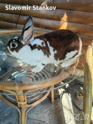продавам зайци Цика Сребърни и Рексови , снимка 7 - Други - 50803206