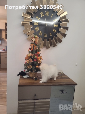 Мини померан