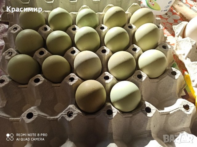 Зелени разплодни яйца от кокошка Великденска носачка Ексел , снимка 5 - други­ - 44279674