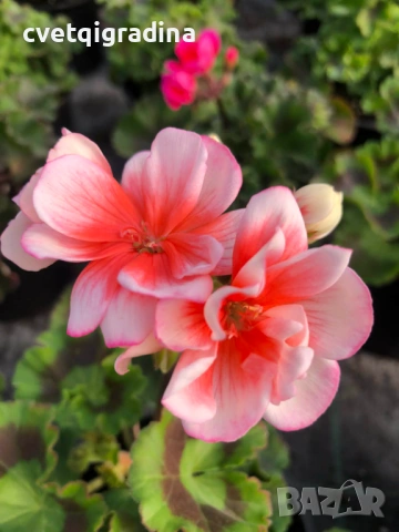 Pelargonium zonale (Моловка праскова)