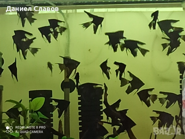 Черни воални скаларии 