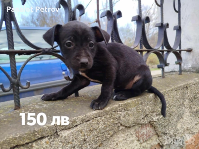 Продавам малки питбули , снимка 5 - Питбул - 52346662