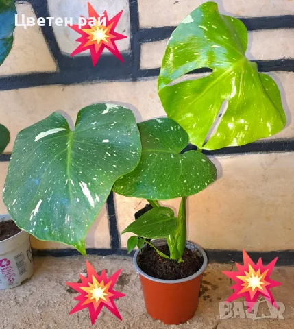 Комплект от три вида monstera, може и по отделно, снимка 12 - Стайни растения - 56123987