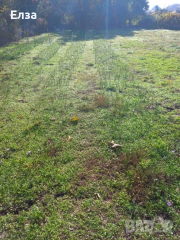 Шафран , снимка 3 - Сортови семена и луковици - 52334370