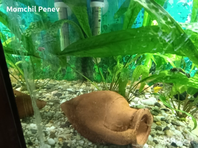 Аквариум , снимка 2 - Оборудване за аквариуми - 51778505