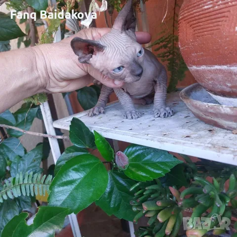 Котка порода сфинкс, снимка 4 - Сфинксове - 55954475