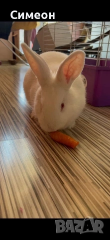 Зайче на година заедно с клетката си, снимка 2 - Декоративни зайчета - 54086905