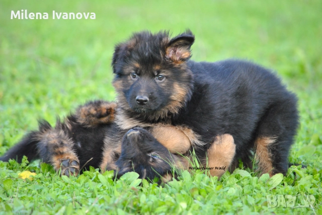 Мъжки немски овчарки с ДЪЛЪГ косъм , снимка 7 - Немска овчарка - 52510345