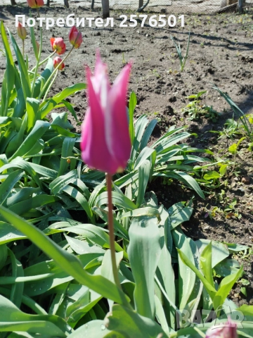 Продавам луковици от пролетни цветя - лалета, нарциси, зюмбюли....., снимка 8 - Градински цветя и растения - 52896351