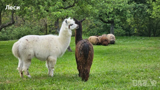 Тор от Лама