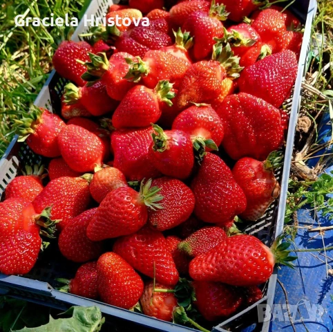 Продавам разсад ягоди , снимка 6 - Сортови семена и луковици - 54365234