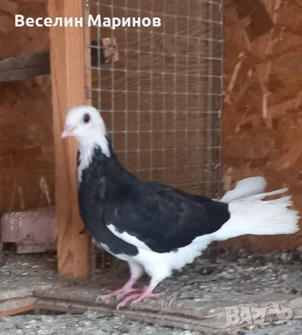 продавам  белослатински гьлаби, снимка 6 - Гълъби - 53881195