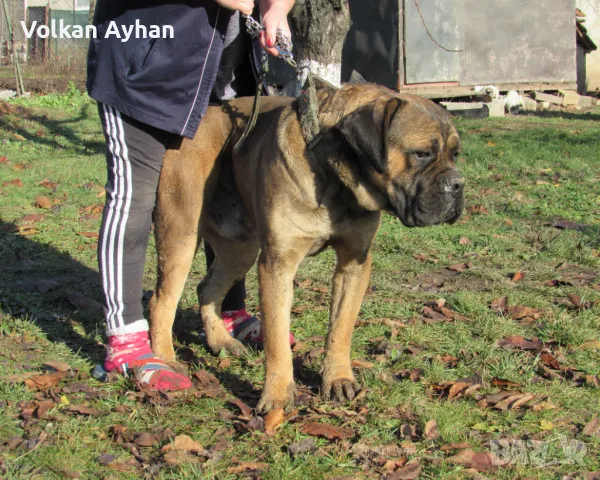 Италиянски мастиф-Кане корсо(Cane corso), снимка 7 - Кане корсо - 48663694