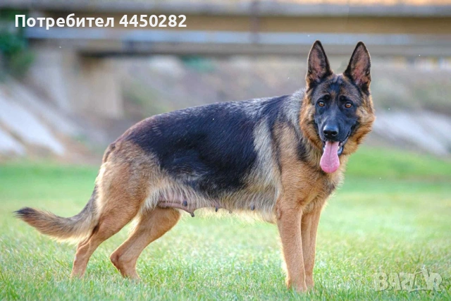 Малки немски овчарки, снимка 7 - Немска овчарка - 54177886