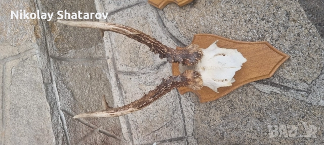 трофеи от съръндак, снимка 5 - Декорация за дома - 51708229