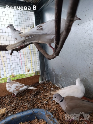 Смеещи се гугутки, снимка 2 - Абсорбатори - 52722561