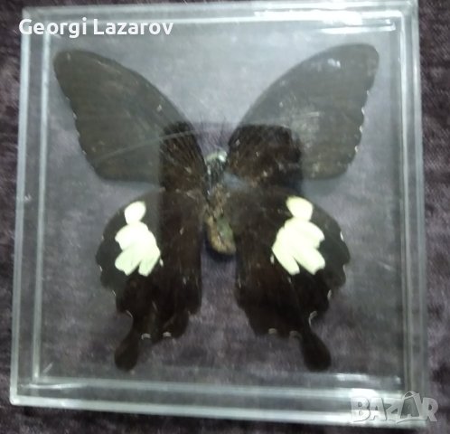 Пеперуда 1, снимка 2 - Други - 42876901