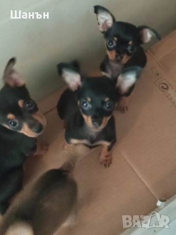 Продавам пинчери, снимка 3 - Пинчер - 52624873