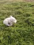 Чистокръвни пинчери !, снимка 6