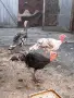Здрави и добре гледани пуйки, подходящи за отглеждане., снимка 1