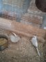 Диамантени гугутки- млади птици, снимка 2