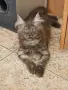котенца Мейн Куун, снимка 12