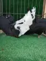 Фенерлии с бели опашки, снимка 1