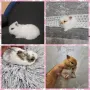 Мини зайци от мини ферма, снимка 8