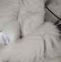 Персийска чинчила, снежно бяла, 5 мес., снимка 10
