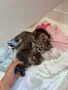 Подарявам котета, снимка 4