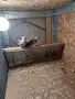Диамантени гугутки, снимка 6