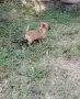 мъжко мини чихуахуа , снимка 1