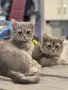 Британски късокосмести котенца, снимка 5