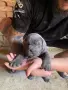 кученца Кане корсо, снимка 1