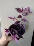 Традесканция, tradescantia Pink paradise, снимка 4