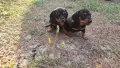 Стандартни дакели , снимка 1